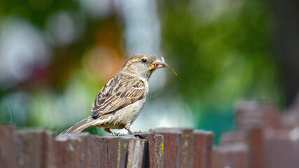 The house sparrow perched on a wooden fence. Old rustic fence. Soft green and white background.