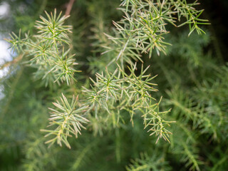 Leaves background. Needles instead of leaves. Coniferous tree branches. Natural background.