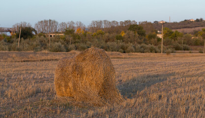 Wheat harvesting. Round bales of straw in the field. Sunset on the outskirts of the village.