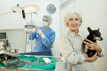 Smiling elderly woman standing in operating room of veterinary clinic, holding cute miniature...