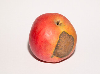 Venturia inaequalis is an ascomycete fungus that causes the apple scab disease.