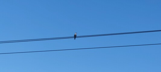 A seagull sits on the wires. A white and gray bird sits on a long black high-voltage wire. Light blue sky above. The seagull holds the wire with its paws and looks around.