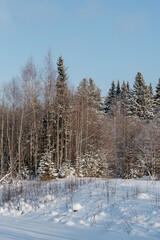Obraz na płótnie Canvas Winter forest on a frosty sunny day.