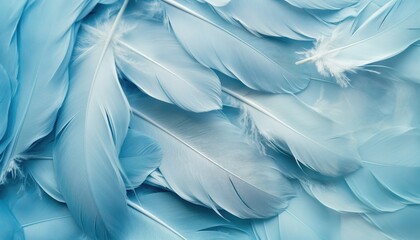 Beautiful abstract color white and blue feathers on white background and soft white feather texture...