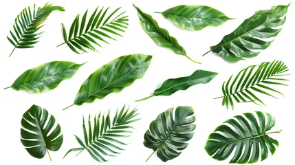 Fototapete Tropische Blätter Collection of Various Green Tropical Leaves on a White Background