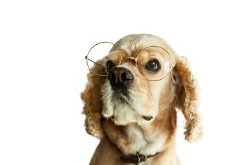 Portrait of an English cocker spaniel with glasses, on a white background, copy space.