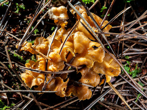 top view of yellowfoot chanterelle mushrooms (Craterellus tubaeformis) in the forest