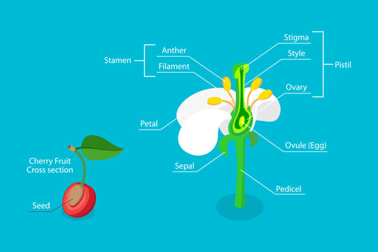 3D Isometric Flat Vector Illustration of Anatomy Of Flower, Plant Reproductive System Diagram