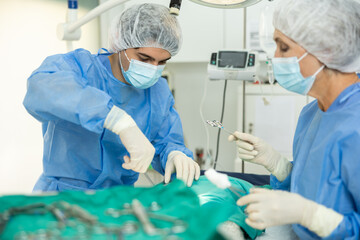 Picture shows process of surgery in veterinary hospital. Elderly woman doctor and male assistant...
