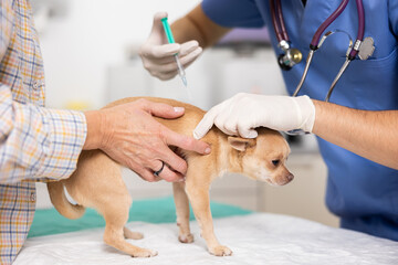 Courageous little fawn chihuahua, supported by hands of caring female owner, undergoing routine...