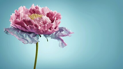 pink flower. Gradient blue background. Generative AI	