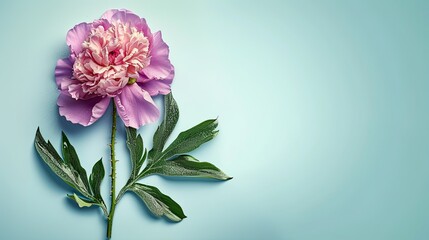 Beautiful pink peony flower on the mint background . flat lay flower. Generative AI	
 - obrazy, fototapety, plakaty