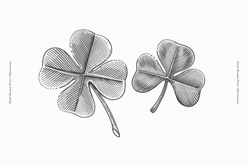 Two clover leaves in engraving style. St. Patrick's holiday element. Three leaf clover is a symbol of independence and freedom. The four leaf clover is a symbol of good luck and prosperity.