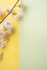 Cherry blossom on yellow and green table. Soft studio lighting. Spring minimal concept. Flat lay