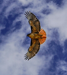 Redtail in Flight 