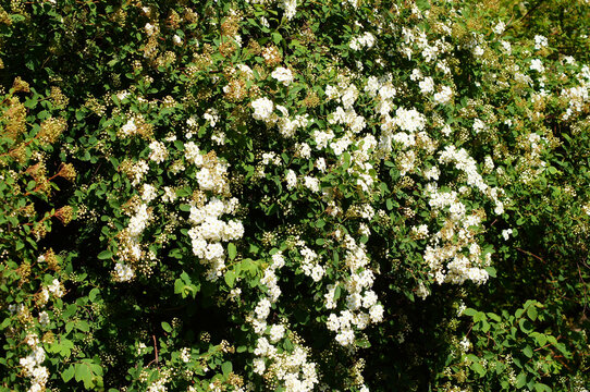 Cotoneaster multiflorus. Flowering plant in the rose family with the red fruits. 1. Shrub full of nice flowers.