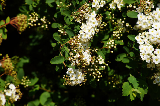 Cotoneaster multiflorus. Flowering plant in the rose family with the red fruits. 2. Branch with the flowers.