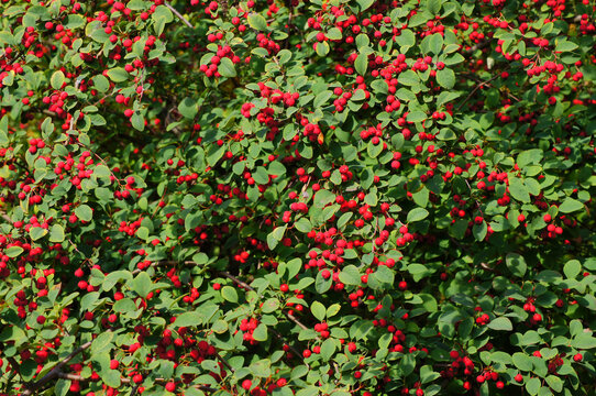 Cotoneaster multiflorus. Flowering plant in the rose family with the red fruits. 4. Shrub with the fruits.