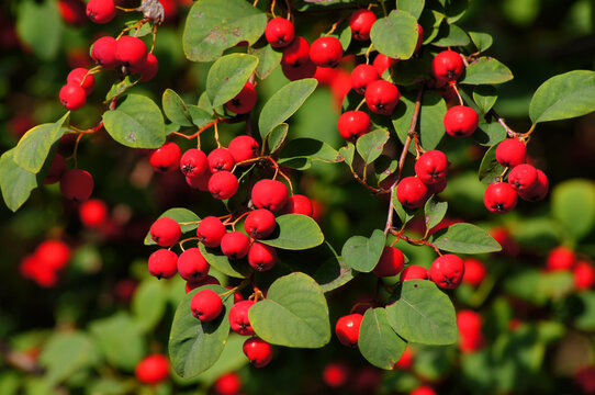 Cotoneaster multiflorus. Flowering plant in the rose family with the red fruits. 5. Fruits and leaves closeup.