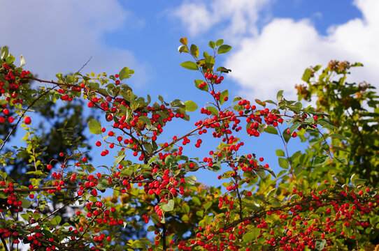 Cotoneaster multiflorus. Flowering plant in the rose family with the red fruits. 6. Fruits with the sky background closeup.
