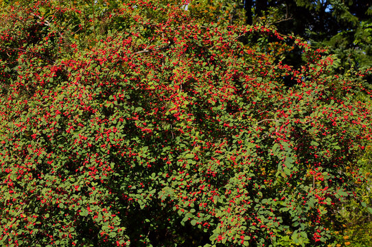 Cotoneaster multiflorus. Flowering plant in the rose family with the red fruits. 7. Shrub full of fruits.