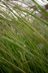 Green grass with dew drops on it. 