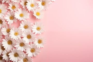 White daisy flowers on pink background with copy space