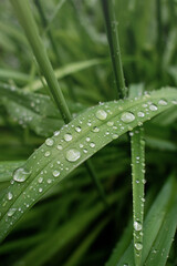 Raindrops on the green grass. 
