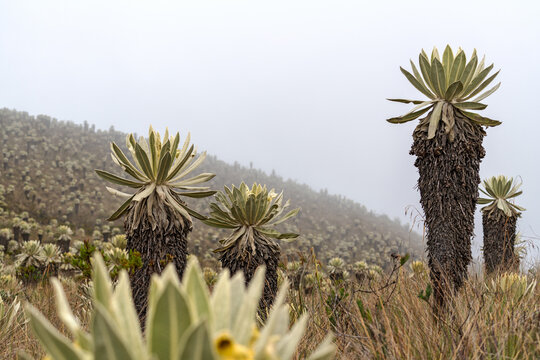 FRAILEJONES EN PRIMER PLANO CON NEBLINA