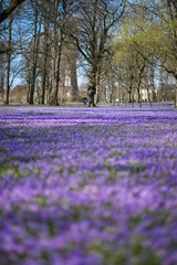 Husum Schlosspark, Krokusblüte,