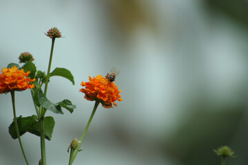 A bee sucks nectar from a small orange tropical flower.