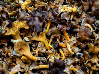 freshly picked yellowfoot chanterelle mushrooms (Craterellus tubaeformis)