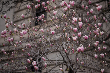 Pink magnolia in the garden
