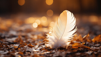 gentle white air feather lying on the ground
