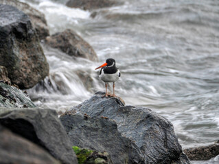 oyster catcher