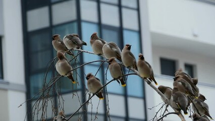 A flock of fluffy motley thrush fieldfare sits on the branches of a tree, window of a house