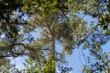 Beautiful native rainforest in a national park in Tasmania Australia 