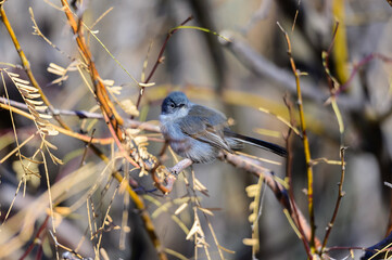 A black tailed gnatcatcher perches in a tree at Big Bend National Park, in southwest Texas.