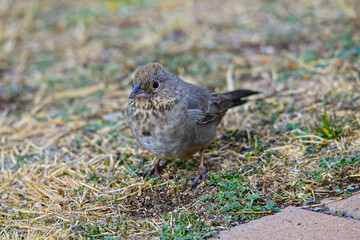 A Canyon Towhee in the Chisos Basin of Big Bend National Park, in Southwest Texas.