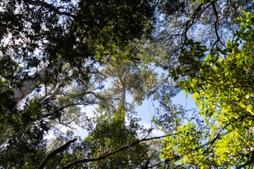 Beautiful native rainforest in a national park in Tasmania Australia 