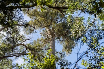 tourist hiking in a national park, taking a photo and looking at the forest in tasmania australia in summer