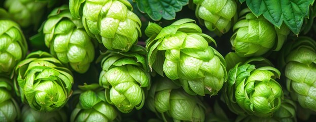 A detailed view of a bunch of green hop cones, commonly used in the brewing process. - obrazy, fototapety, plakaty