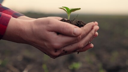 Gardener holds green sprout in his hands before planting it in fertile soil. Farmer hands hold green sprout with soil. Sprouted seed fertile soil. Agricultural industry. Planting plants. Growth time