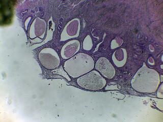 photo of animal tissue under the microscope
