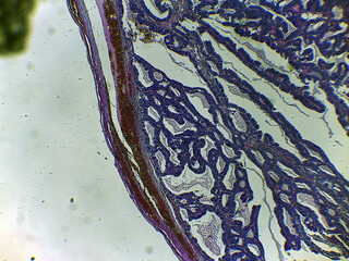photo of animal tissue under the microscope
