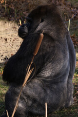 Goryl tyłem odwracający głowę w Warszawskim Zoo