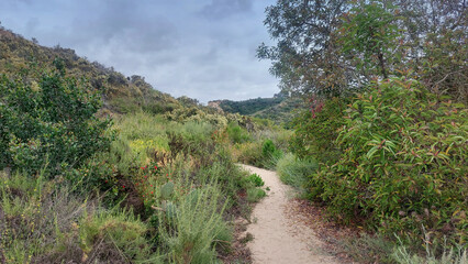 Fototapeta premium Hiking through the bush.