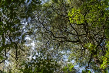 tourist hiking in a national park, taking a photo and looking at the forest in tasmania australia in summer