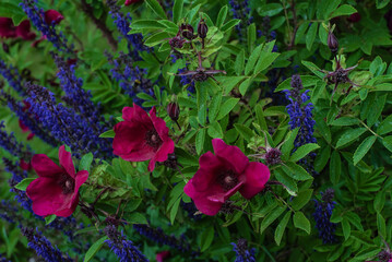 Beautiful purple Strandperle roses by Tantau
