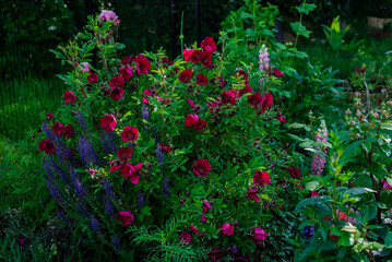Beautiful rose bush Strandperle by Tantau